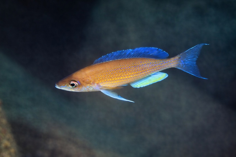 Cyprichromis pavo 'Kambwimba'